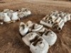 51 - ITEMS 11 x Toilet bases 13 x Hand basins with uprights25 x Toilet seats2 x Urinals(Some are broken) - 5