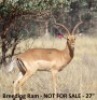 Impala - 3
