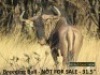 Blue Wildebeest - 2