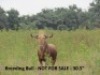 Golden Gnu - 3