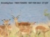 Impala - 2