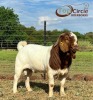 1X BOER GOAT BUCK TOP CIRCLE BOERBOKKE