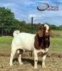 1X BOER GOAT BUCK TOP CIRCLE BOERBOKKE - 2