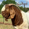 1X BOER GOAT BUCK TOP CIRCLE BOERBOKKE - 3