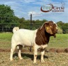 1X BOER GOAT BUCK TOP CIRCLE BOERBOKKE - 4