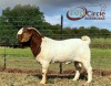 1X BOER GOAT BUCK TOP CIRCLE BOERBOKKE - 5