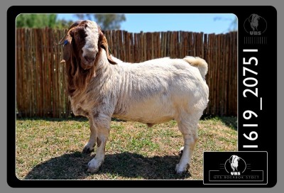 1X BOER GOAT BUCK UYS BOERBOKSTOET