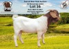 1X BOER GOAT BUCK ESP BOER GOAT STED