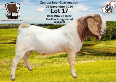 1X BOER GOAT BUCK ESP BOER GOAT STED