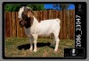 1X BOER GOAT BUCK UYS BOERBOKSTOET