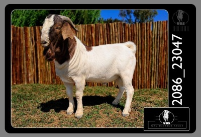 1X BOER GOAT BUCK UYS BOERBOKSTOET