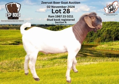 1X BOER GOAT BUCK ESP BOER GOAT STED