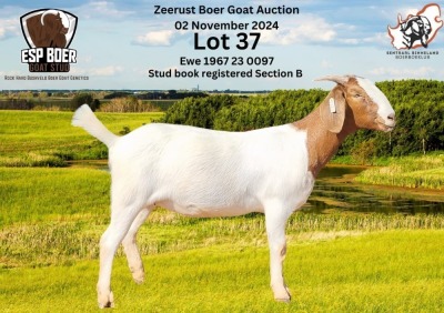 1X BOER GOAT DOE ESP BOER GOAT STED