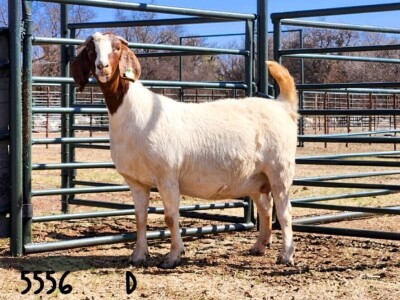 1X BOER GOAT DOE SAAMSTAAN BOERBOKKE