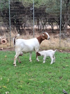 1 + 1X BOER GOAT DOE PILANESBERG STOET