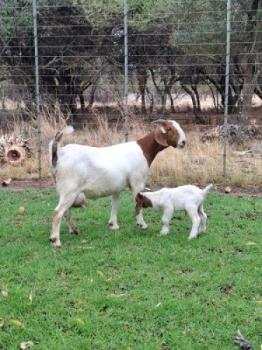 1 + 1X BOER GOAT DOE PILANESBERG STOET