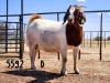 1X BOER GOAT DOE SAAMSTAAN BOERBOKKE