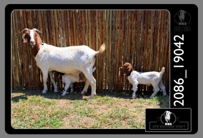 1+2X BOER GOAT DOE UYS BOERBOKSTOET