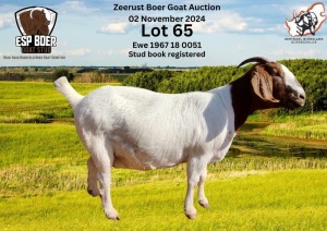 1X BOER GOAT DOE ESP BOER GOAT STED