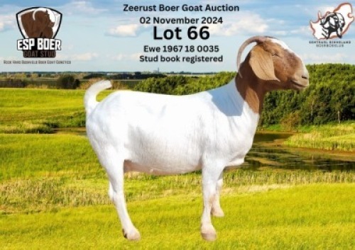 1X BOER GOAT DOE ESP BOER GOAT STED