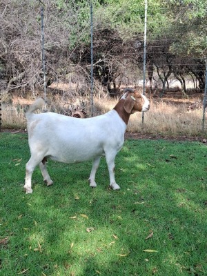 1X BOER GOAT DOE PILANESBERG STOET