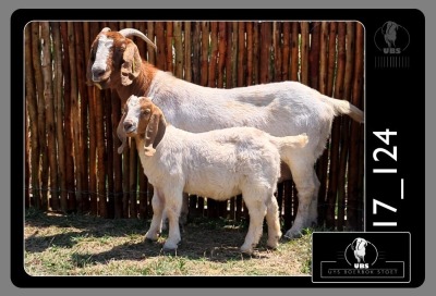 1+1X BOER GOAT DOE UYS BOERBOKSTOET