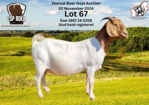 1X BOER GOAT DOE ESP BOER GOAT STED