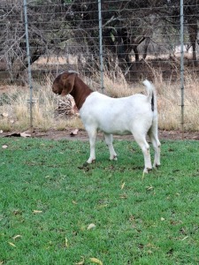 1X BOER GOAT DOE PILANESBERG STOET