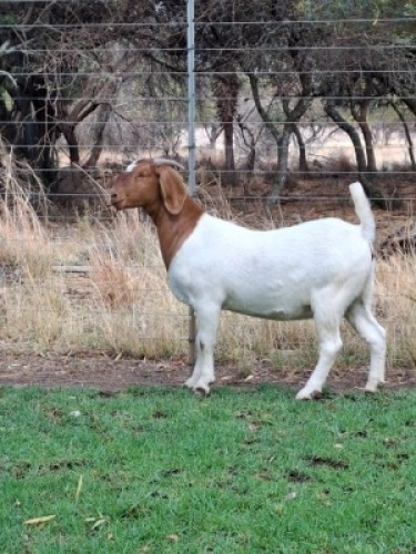 1X BOER GOAT DOE PILANESBERG STOET