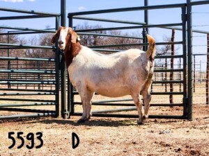 1X BOER GOAT DOE SAAMSTAAN BOERBOKKE