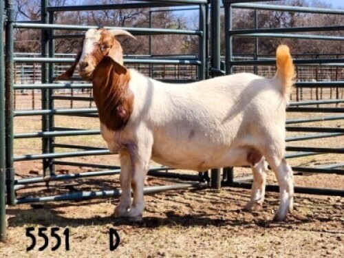1X BOER GOAT DOE SAAMSTAAN BOERBOKKE