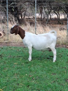 1X BOER GOAT DOE PILANESBERG STOET