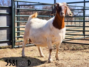 1X BOER GOAT DOE SAAMSTAAN BOERBOKKE