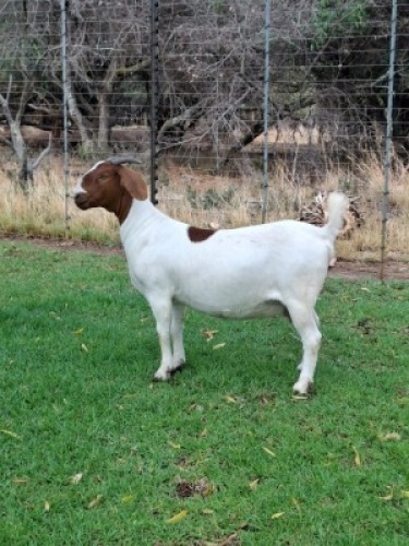 1X BOER GOAT DOE PILANESBERG STOET