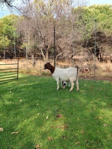 1 + 1X BOER GOAT DOE PILANESBERG STOET