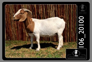 1X BOER GOAT DOE UYS BOERBOKSTOET