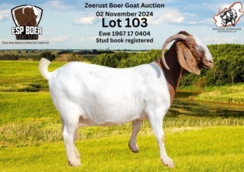 1X BOER GOAT DOE ESP BOER GOAT STED