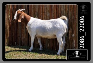 1X BOER GOAT DOE UYS BOERBOKSTOET