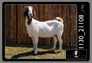 1X BOER GOAT DOE UYS BOERBOKSTOET