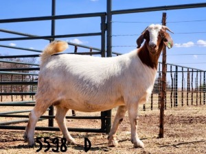 1X BOER GOAT DOE SAAMSTAAN BOERBOKKE