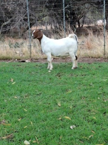 1X BOER GOAT DOE PILANESBERG STOET