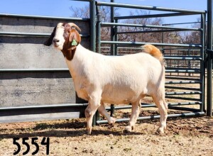 1X BOER GOAT DOE SAAMSTAAN BOERBOKKE