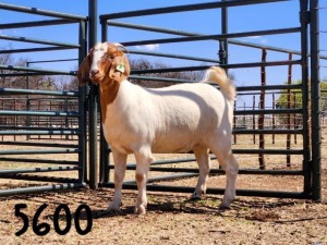 1X BOER GOAT DOE SAAMSTAAN BOERBOKKE