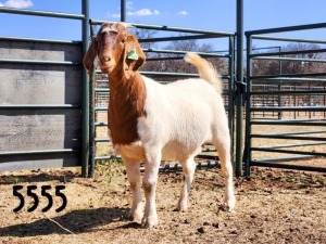 1X BOER GOAT DOE SAAMSTAAN BOERBOKKE