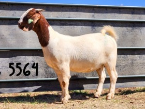 1X BOER GOAT DOE SAAMSTAAN BOERBOKKE