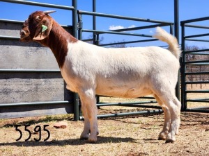 1X BOER GOAT DOE SAAMSTAAN BOERBOKKE