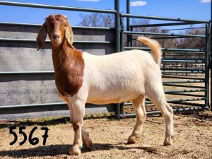 1X BOER GOAT DOE SAAMSTAAN BOERBOKKE