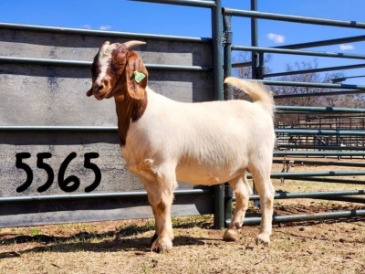 1X BOER GOAT DOE SAAMSTAAN BOERBOKKE