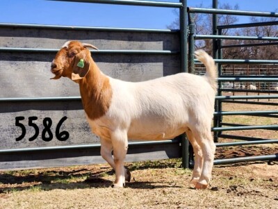 1X BOER GOAT DOE SAAMSTAAN BOERBOKKE