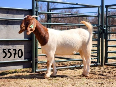 1X BOER GOAT DOE SAAMSTAAN BOERBOKKE